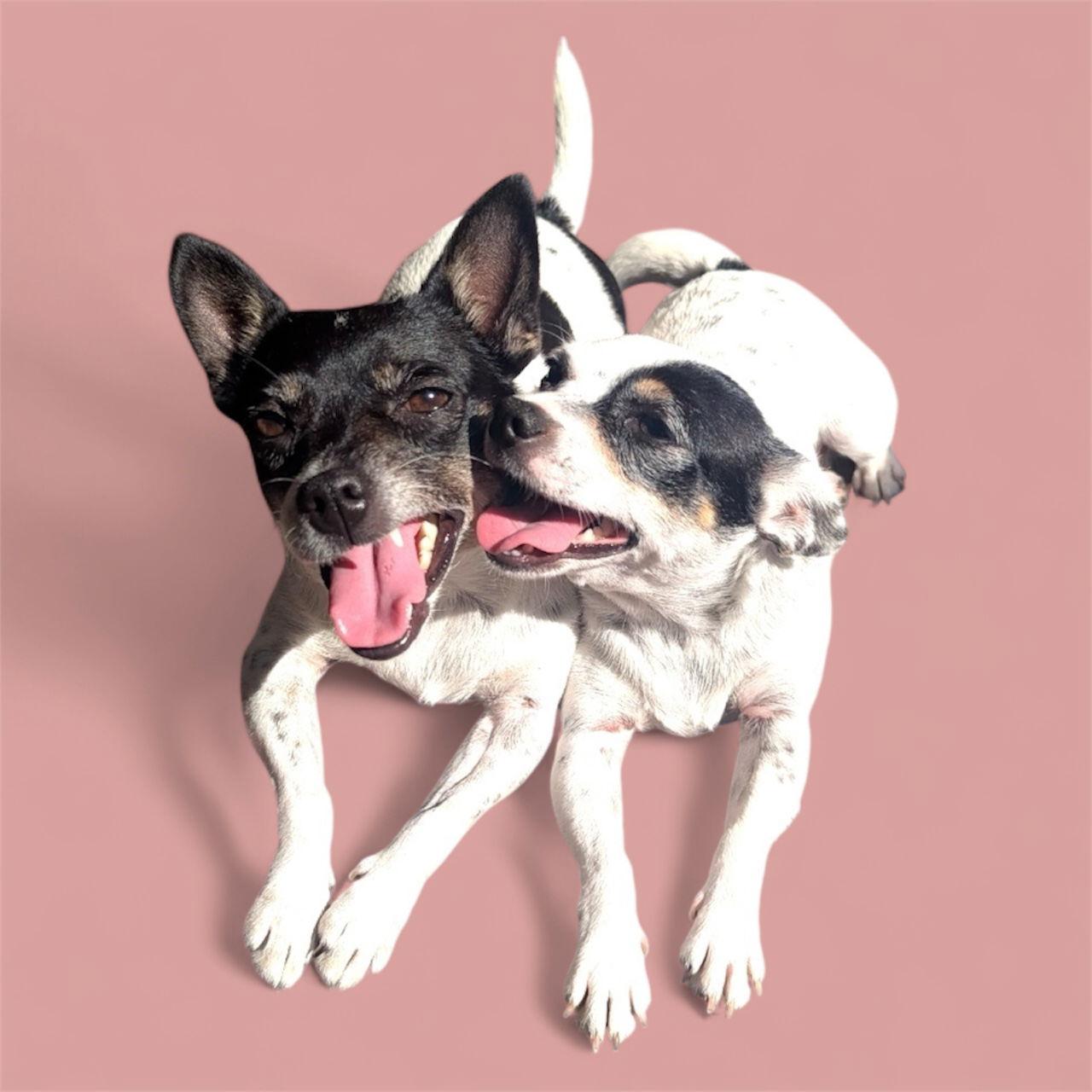 Peppermint Patty and Sally, a Adopted mixed breed in Columbia, MD image 3/3