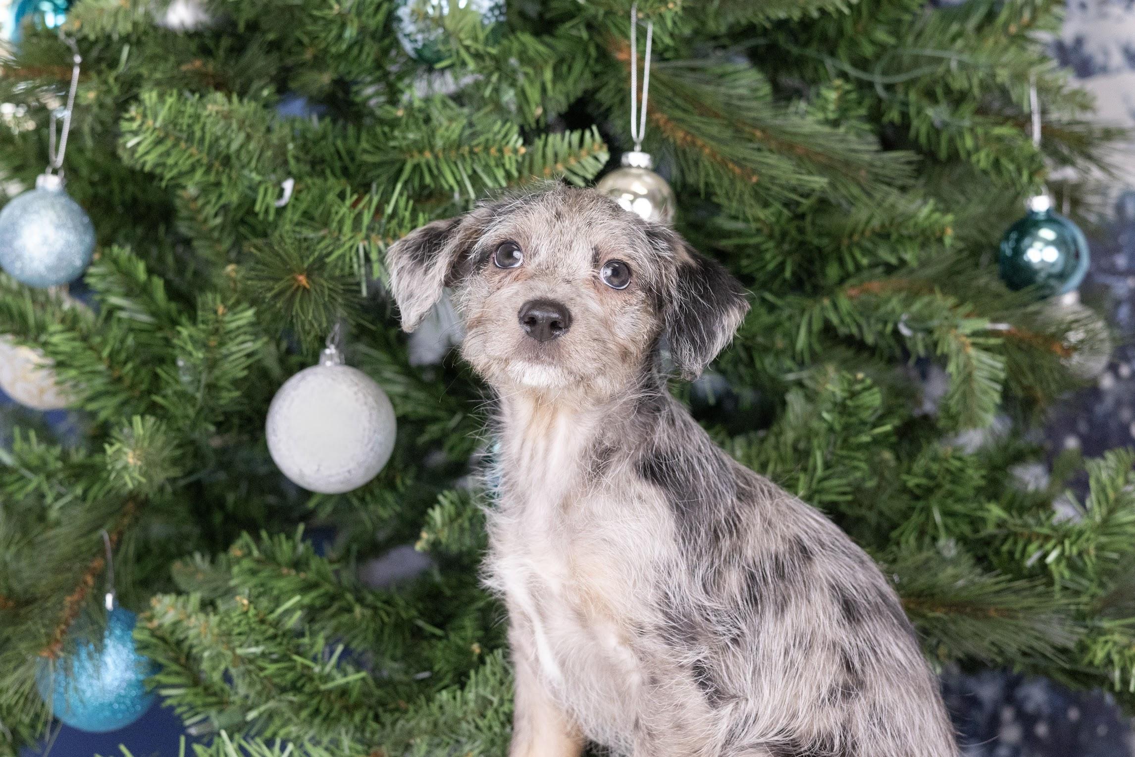Clark, ADOPTABLE, Puppy Male Aussiedoodle & Chihuahua.