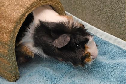 Rain, Adoptable, Adult Female Guinea Pig & Guinea Pig.
