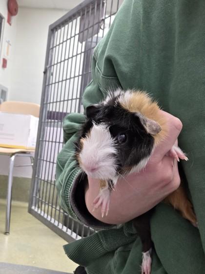 Rain, a Adoptable mixed breed in Scotia, NY image 1/2