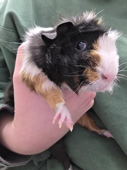 Rain, Adoptable, Adult Female Guinea Pig & Guinea Pig.