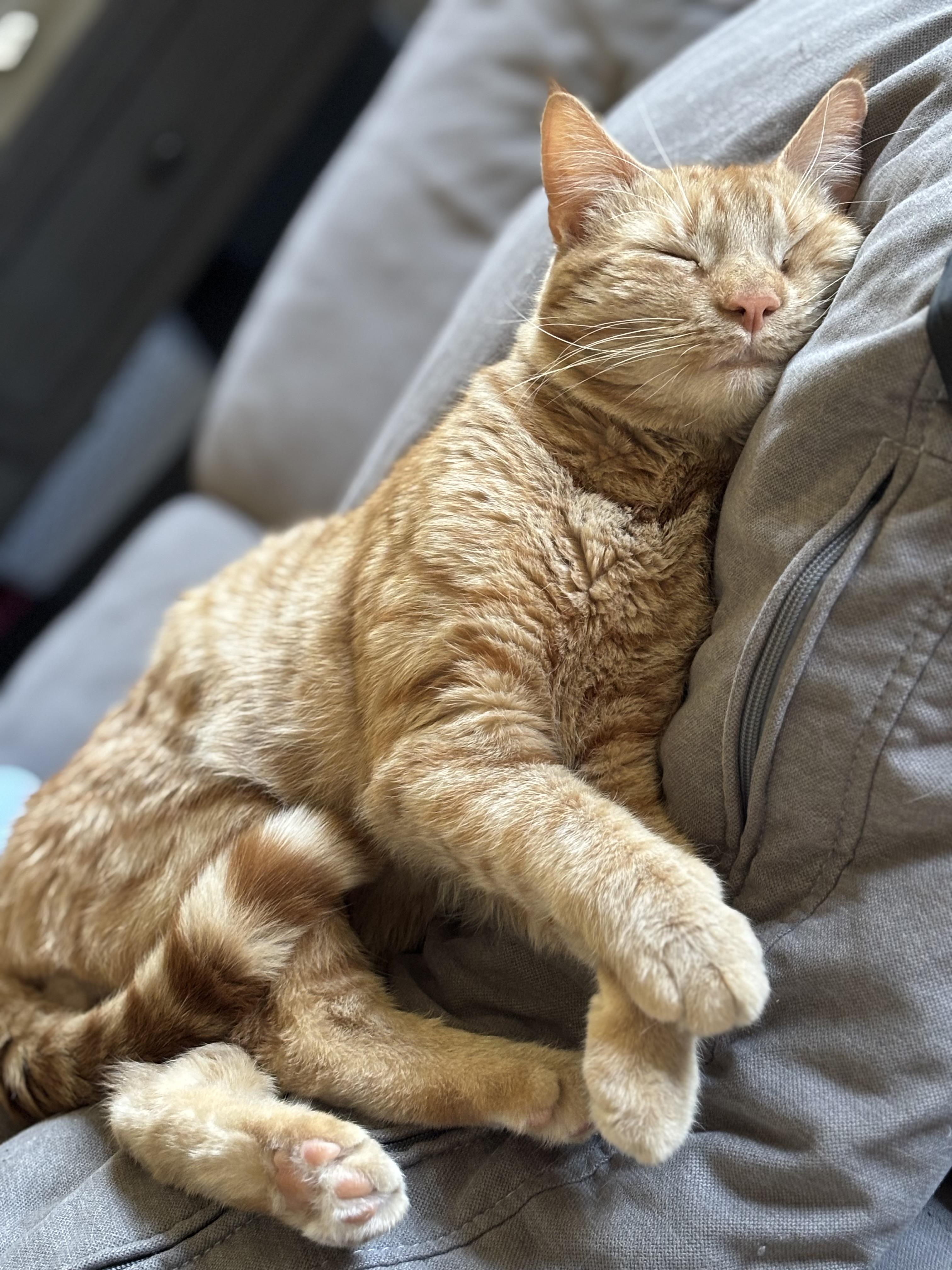 Enlarge Tormund, a ADOPTABLE American Shorthair in Highland Park, NJ image 2/3