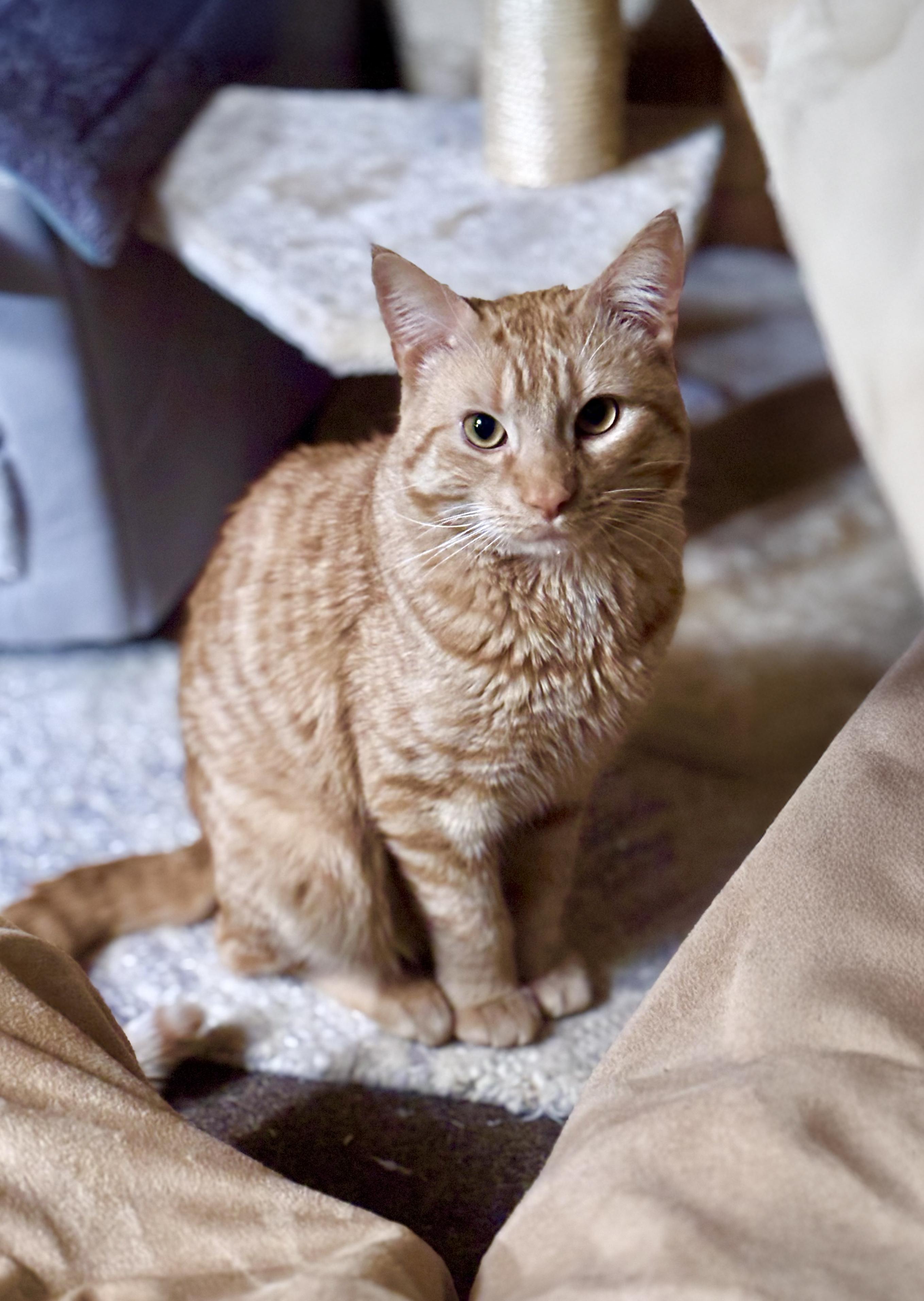 Enlarge Tormund, a ADOPTABLE American Shorthair in Highland Park, NJ image 1/3