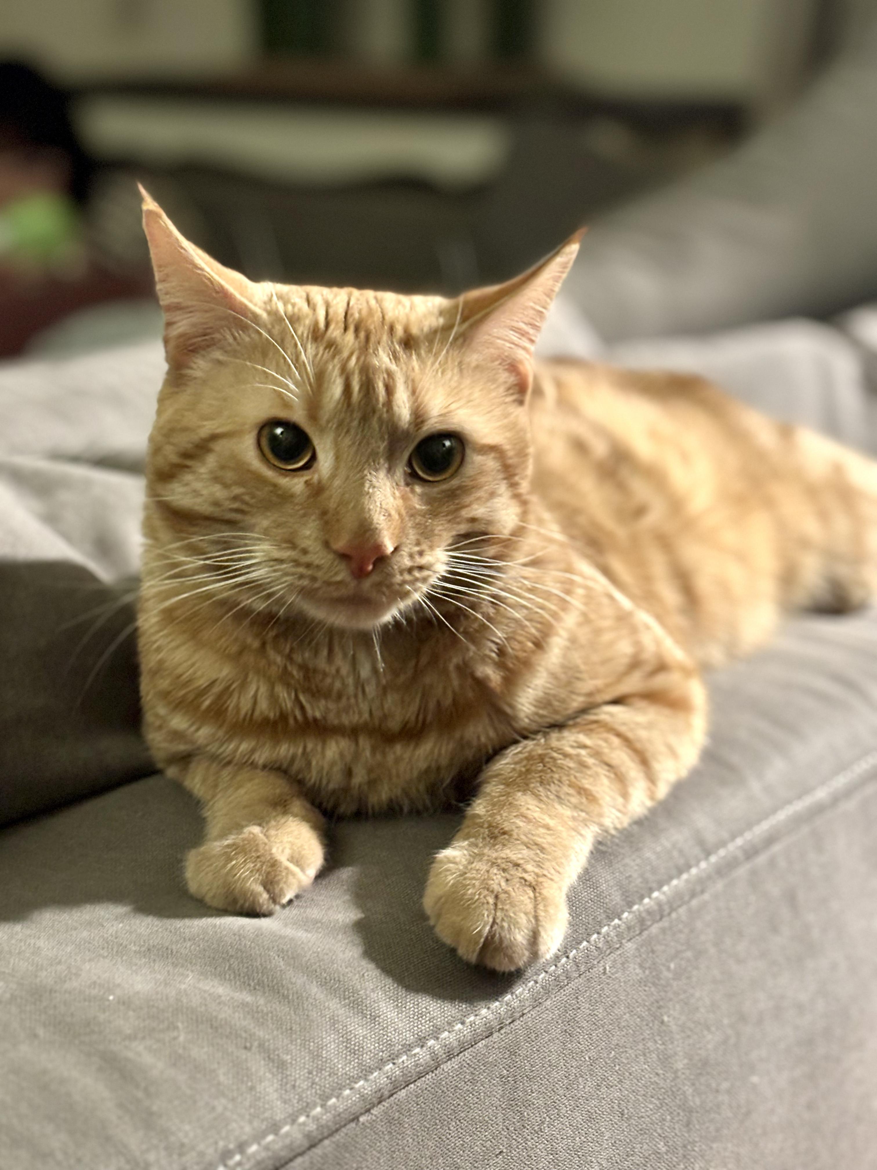 Enlarge Tormund, a ADOPTABLE American Shorthair in Highland Park, NJ image 3/3