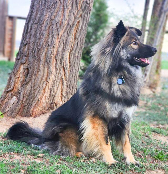 Smokie-Referral, a Adoptable mixed breed in Lakewood, CO image 2/3