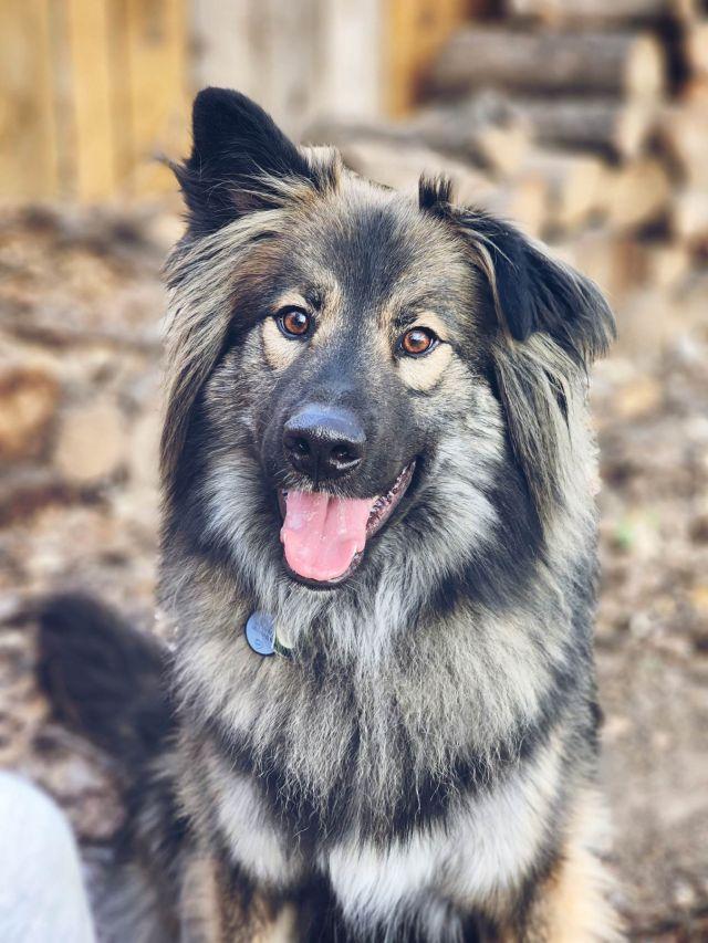 Smokie-Referral, a Adoptable mixed breed in Lakewood, CO image 3/3