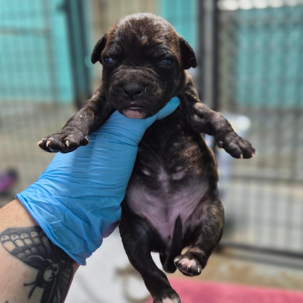 Bell Pepper, Adoptable, Puppy Female Boxer & Whippet.