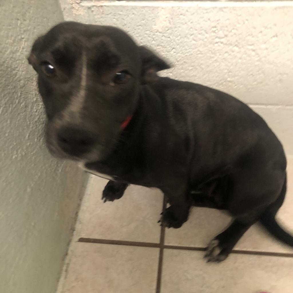 Mouse, Adoptable, Adult Female Mixed Breed.