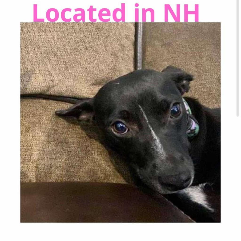 Mouse, a Adoptable Mixed Breed in Frederiksted, VI image 2/6