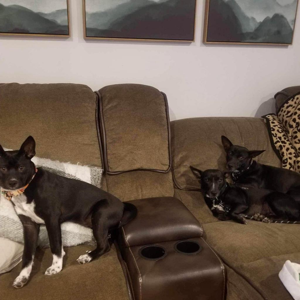 Mouse, a Adoptable Mixed Breed in Frederiksted, VI image 3/6