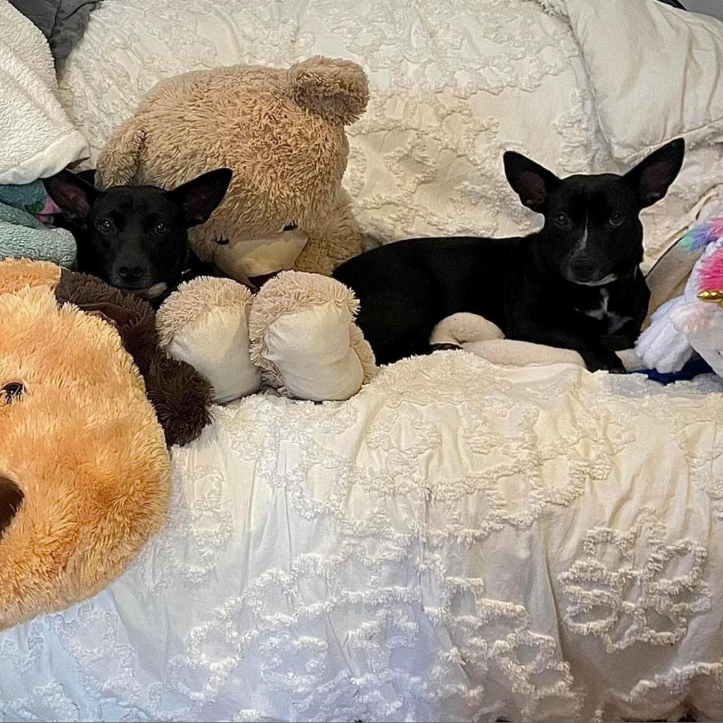 Mouse, a Adoptable Mixed Breed in Frederiksted, VI image 4/6