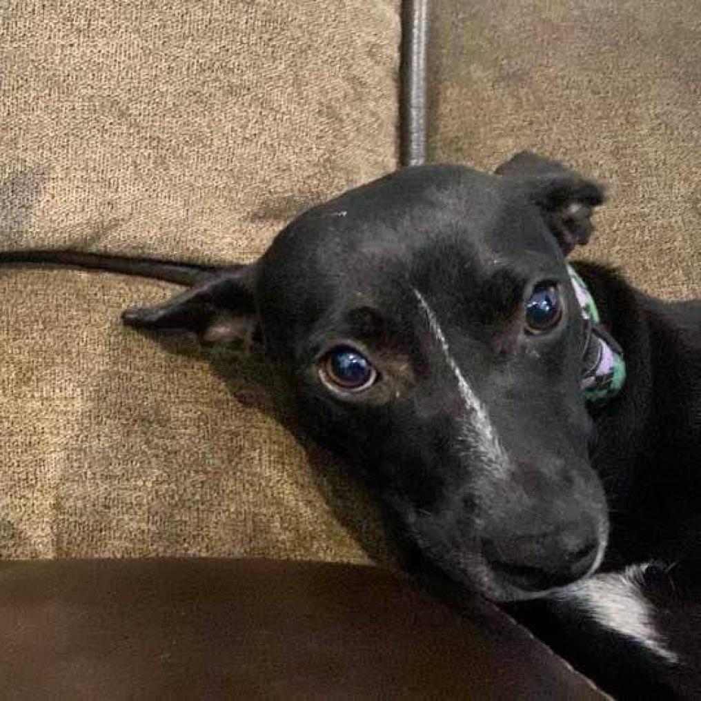 Mouse, a Adoptable Mixed Breed in Frederiksted, VI image 5/6