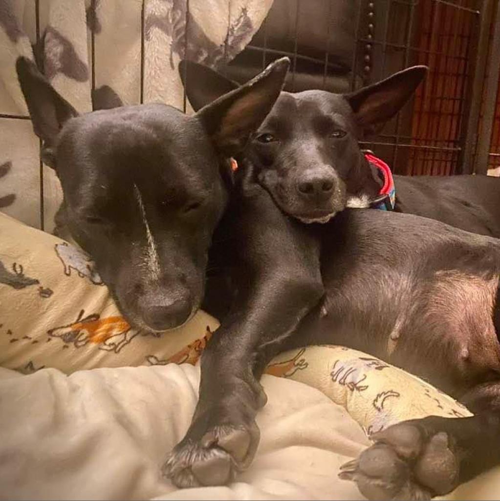 Mouse, a Adoptable Mixed Breed in Frederiksted, VI image 6/6