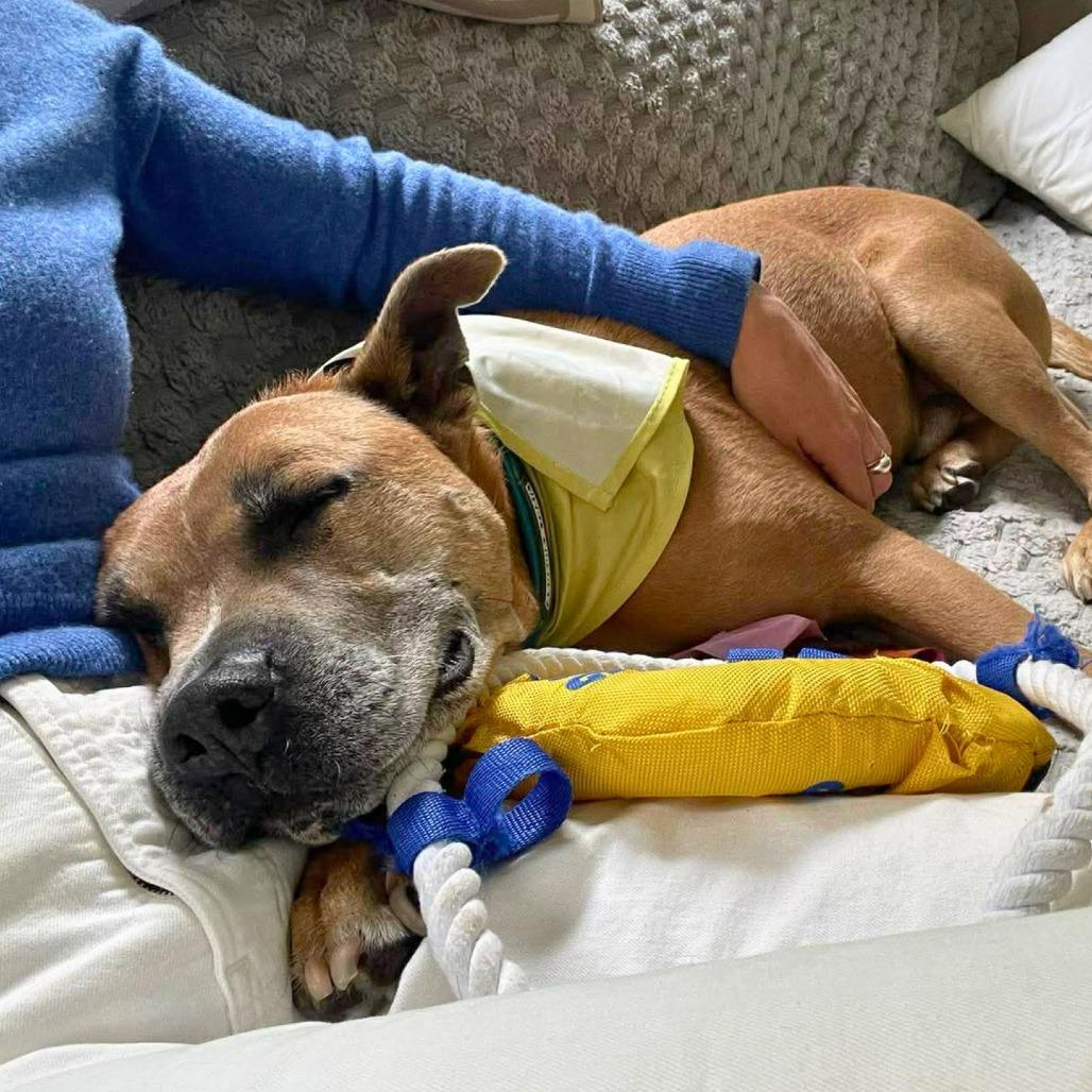 Holland, Adoptable, Senior Male Mixed Breed.