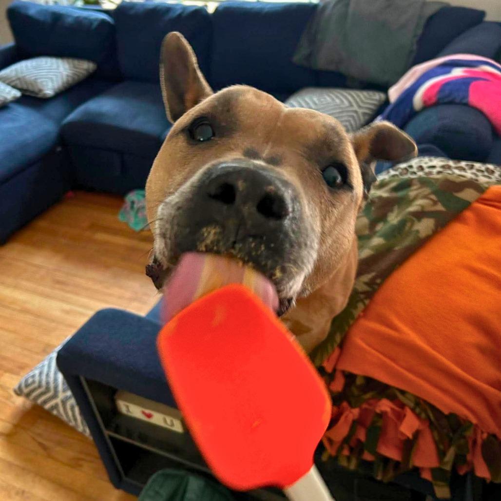 Holland, Adoptable, Senior Male Mixed Breed.