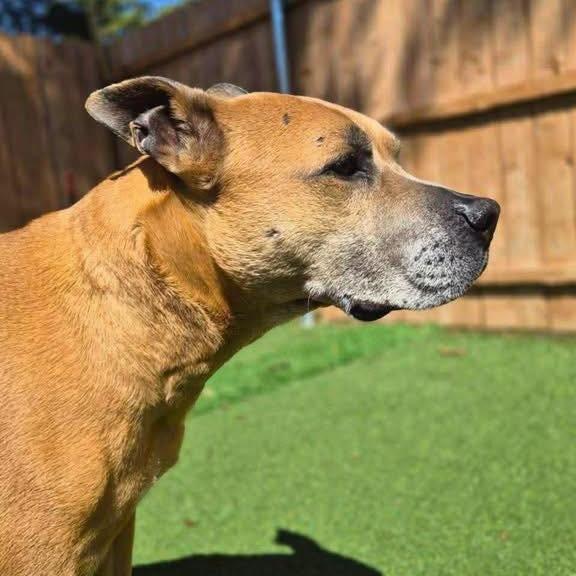 Enlarge Holland, a Adoptable Mixed Breed in South Portland, ME image 2/5