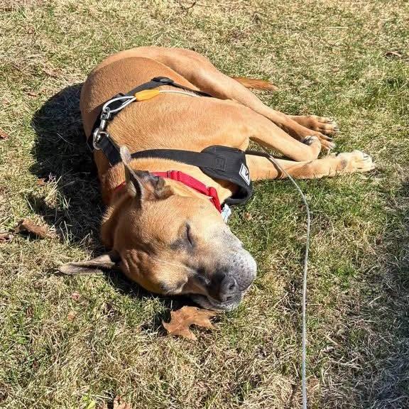 Enlarge Holland, a Adoptable Mixed Breed in South Portland, ME image 3/5