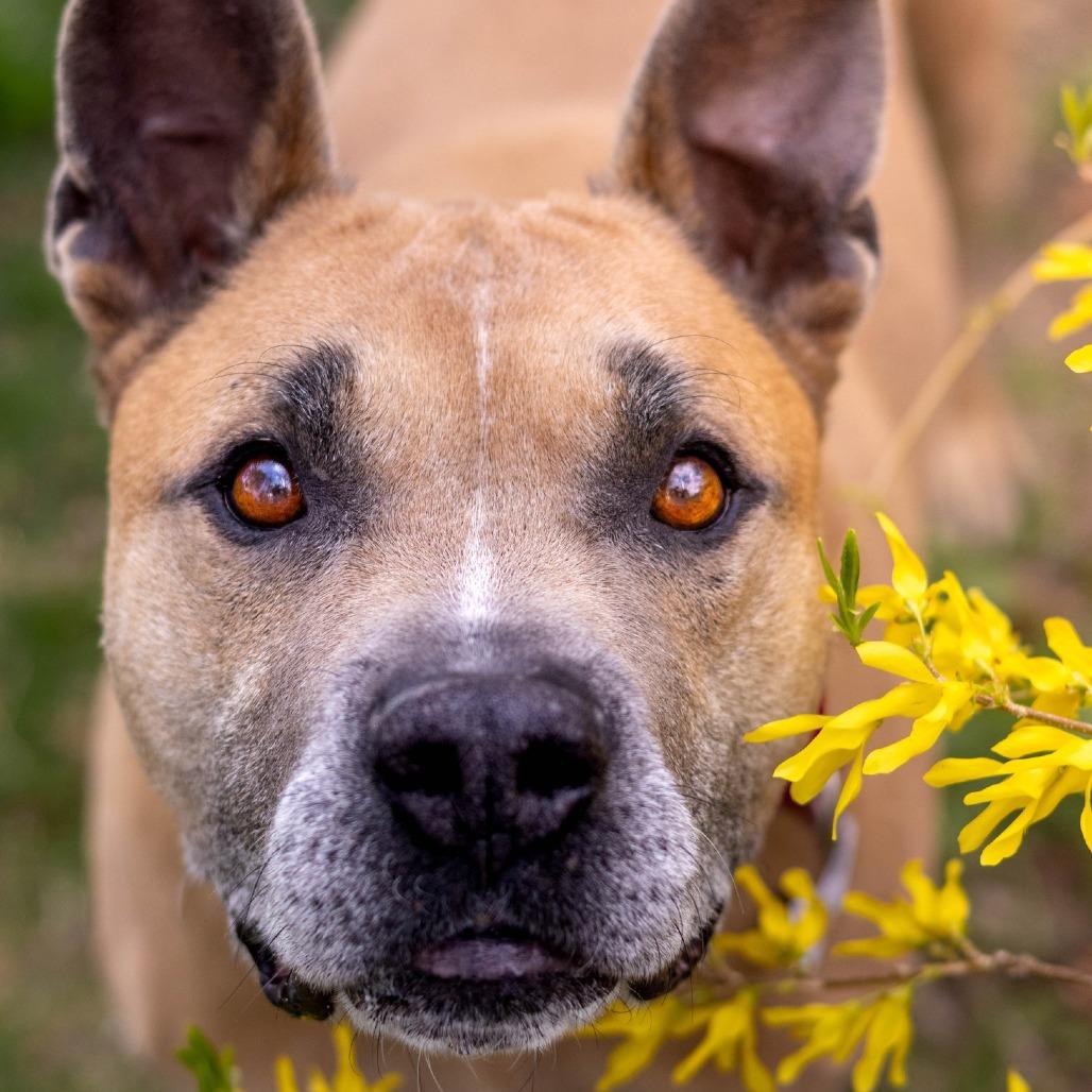 Holland, a Adoptable Mixed Breed in South Portland, ME image 2/5
