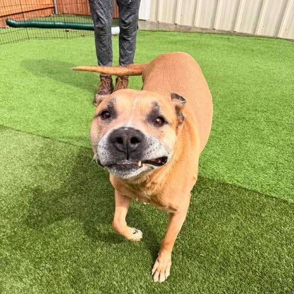 Enlarge Holland, a Adoptable Mixed Breed in South Portland, ME image 4/5
