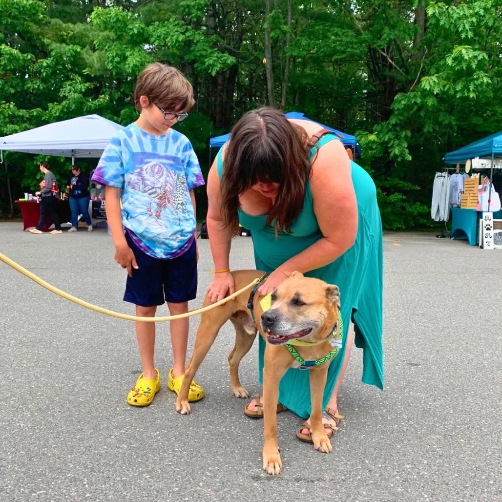 Holland, a Adoptable Mixed Breed in South Portland, ME image 3/5