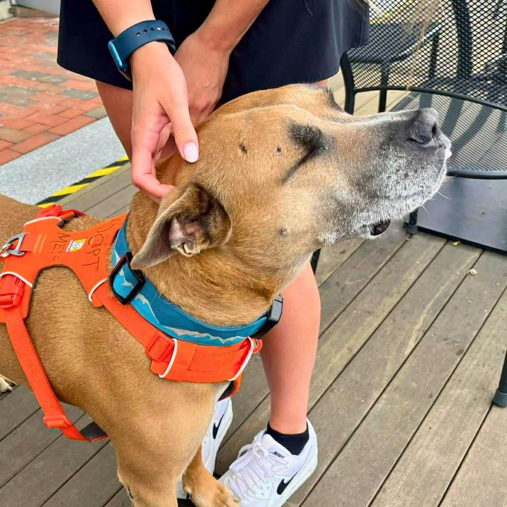 Enlarge Holland, a Adoptable Mixed Breed in South Portland, ME image 3/5
