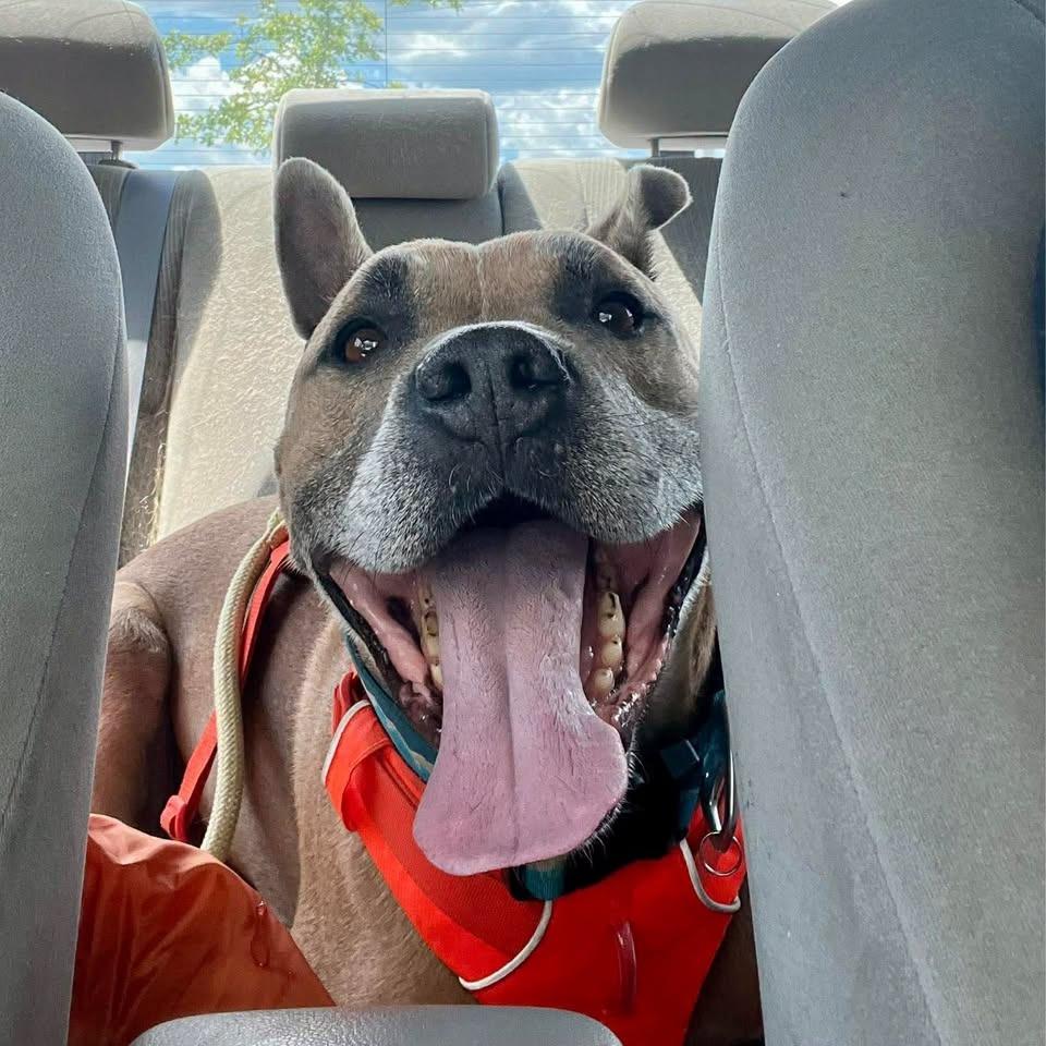 Enlarge Holland, a Adoptable Mixed Breed in South Portland, ME image 4/5