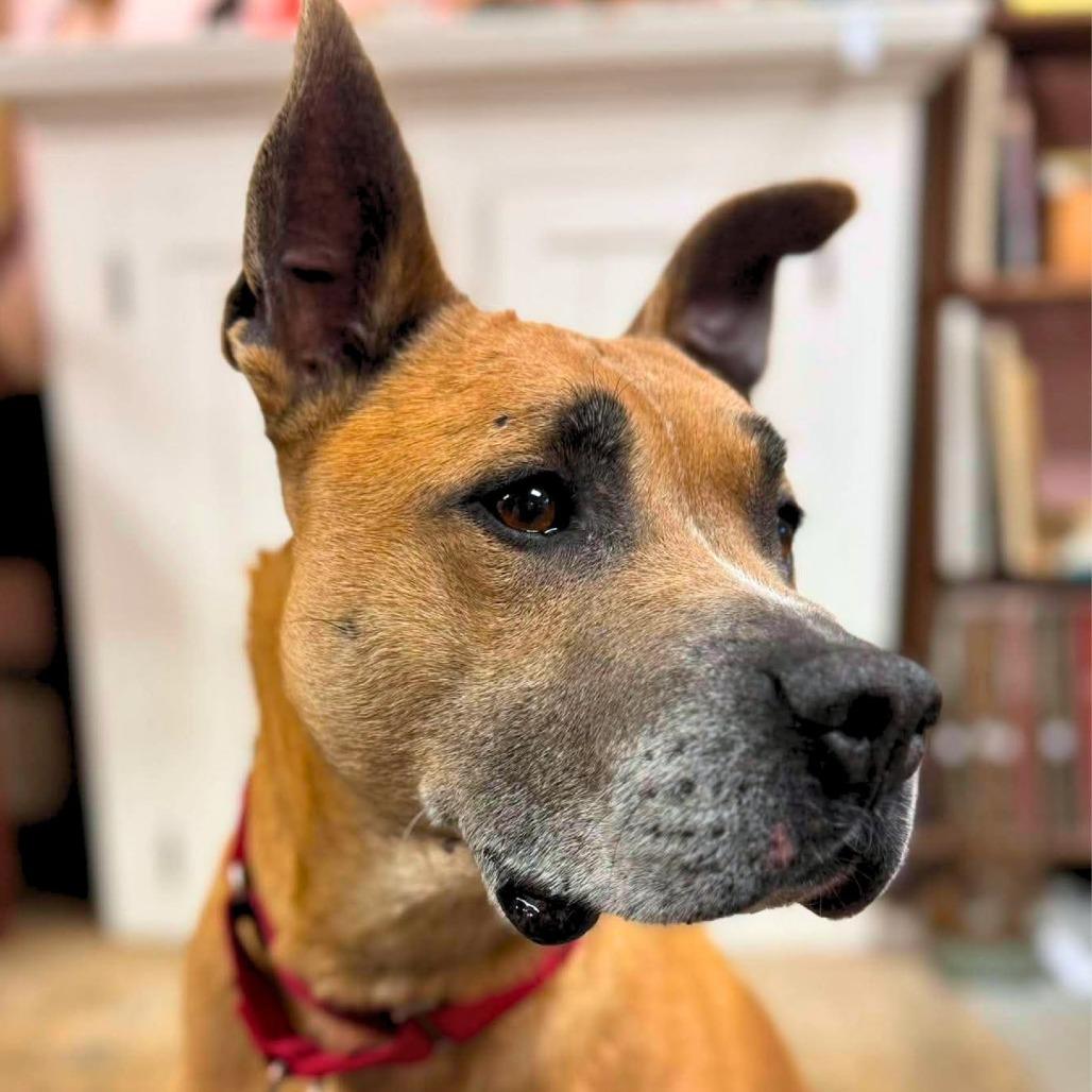 Holland, a Adoptable Mixed Breed in South Portland, ME image 4/5