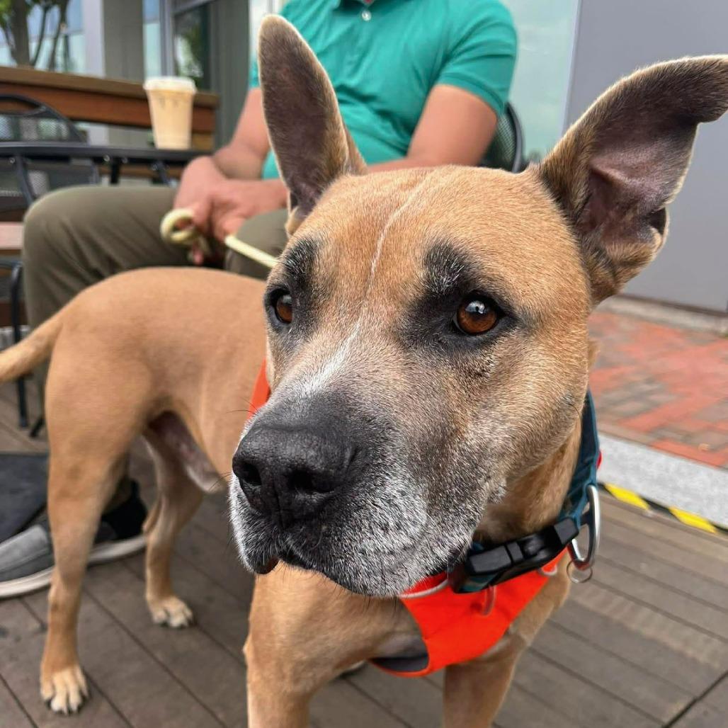 Enlarge Holland, a Adoptable Mixed Breed in South Portland, ME image 5/5