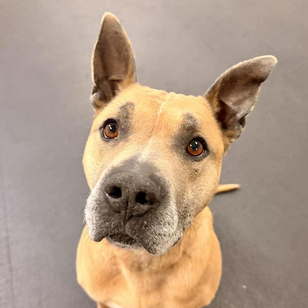 Enlarge Holland, a Adoptable Mixed Breed in South Portland, ME image 5/5