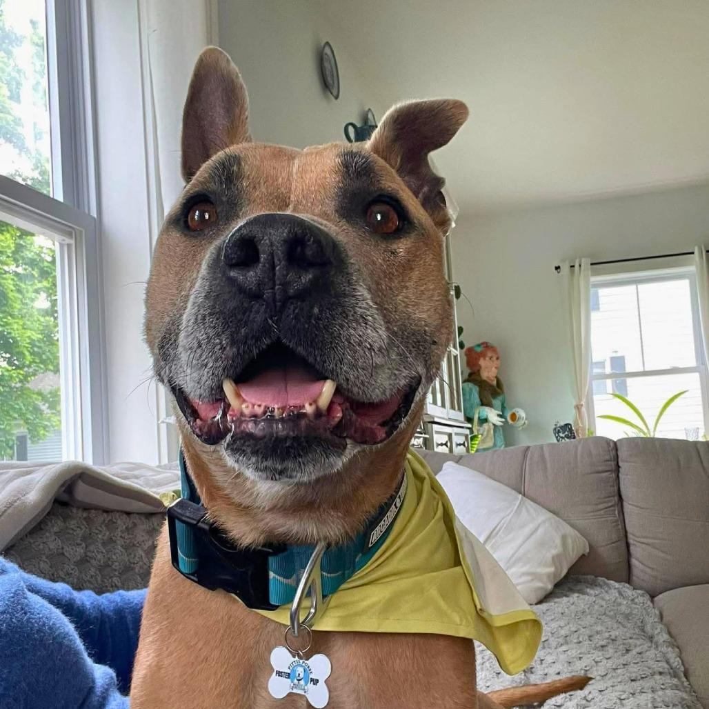 Holland, a Adoptable Mixed Breed in South Portland, ME image 5/5