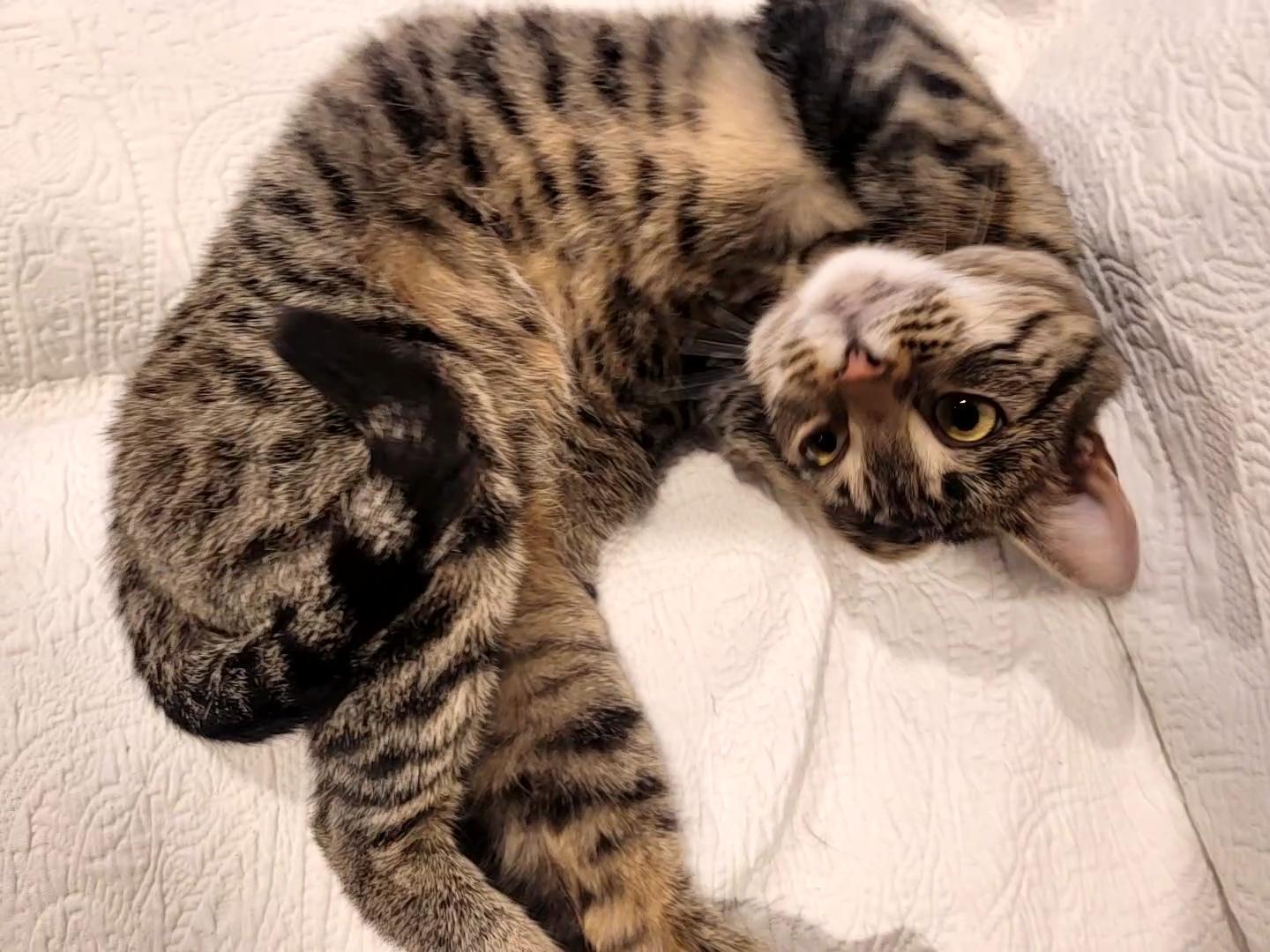 Enlarge Joyce, an adopted Domestic Short Hair in Saint Paul, MN image 1/5