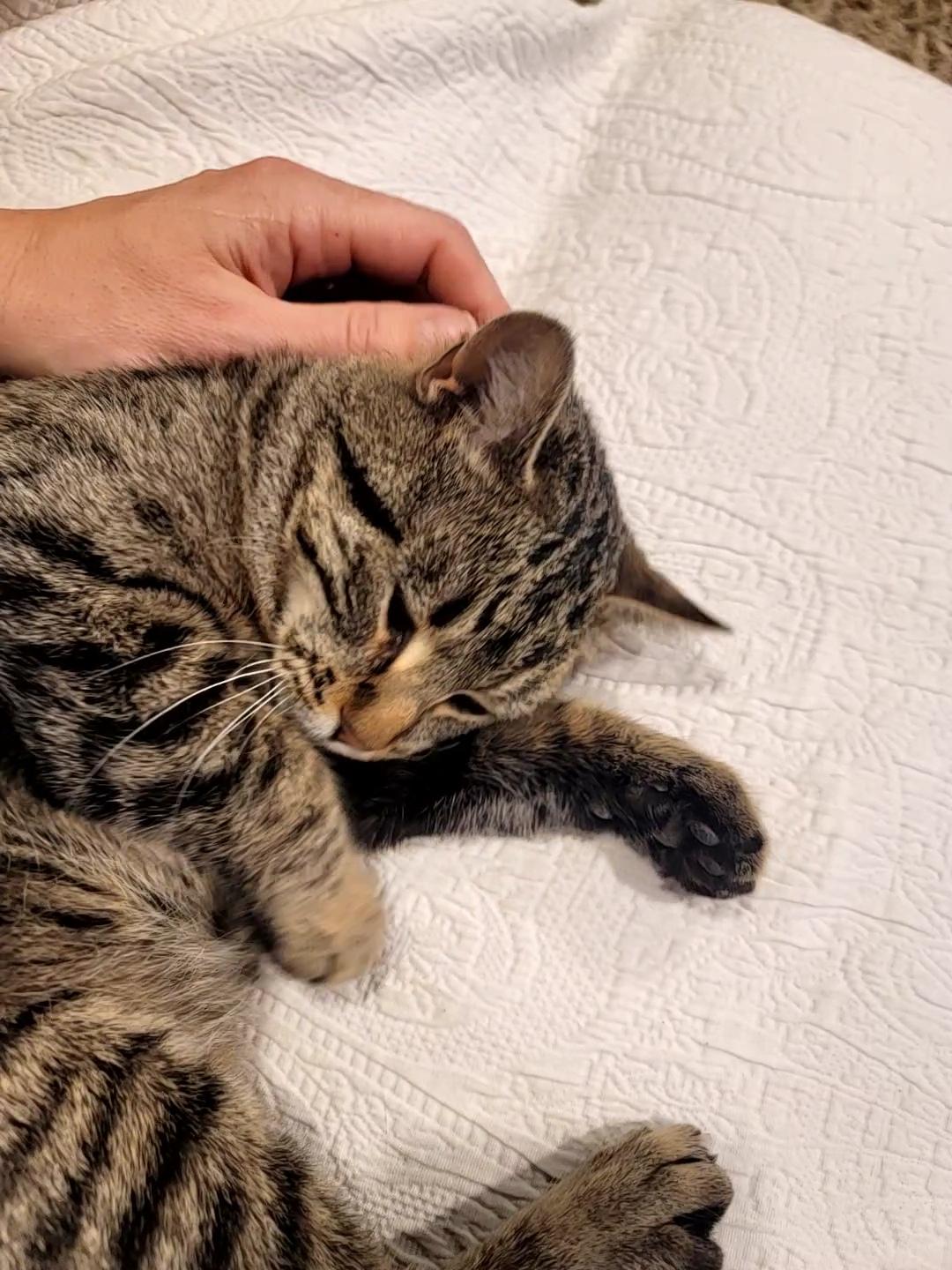 Enlarge Joyce, an adopted Domestic Short Hair in Saint Paul, MN image 2/5