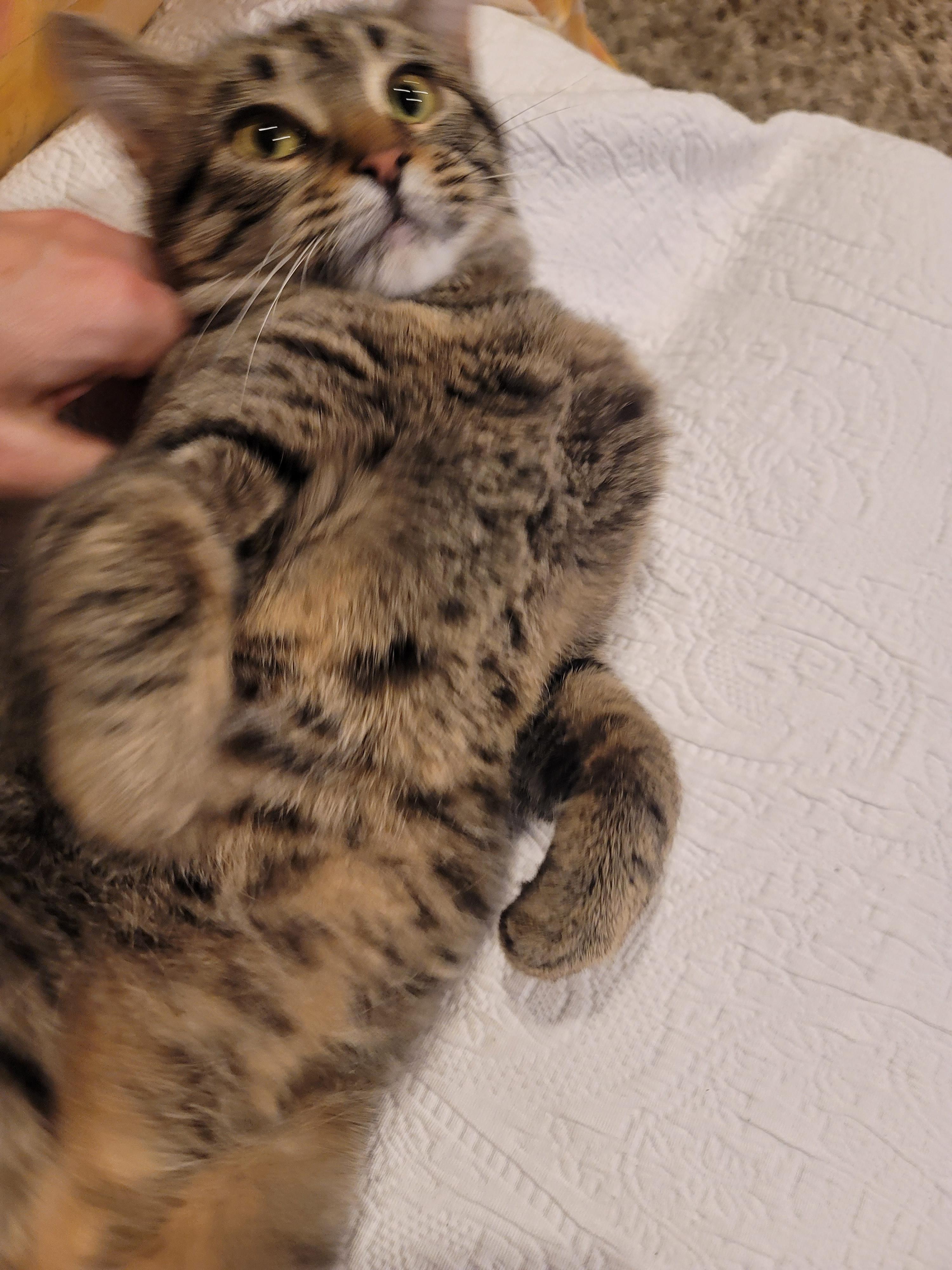 Enlarge Joyce, an adopted Domestic Short Hair in Saint Paul, MN image 3/5