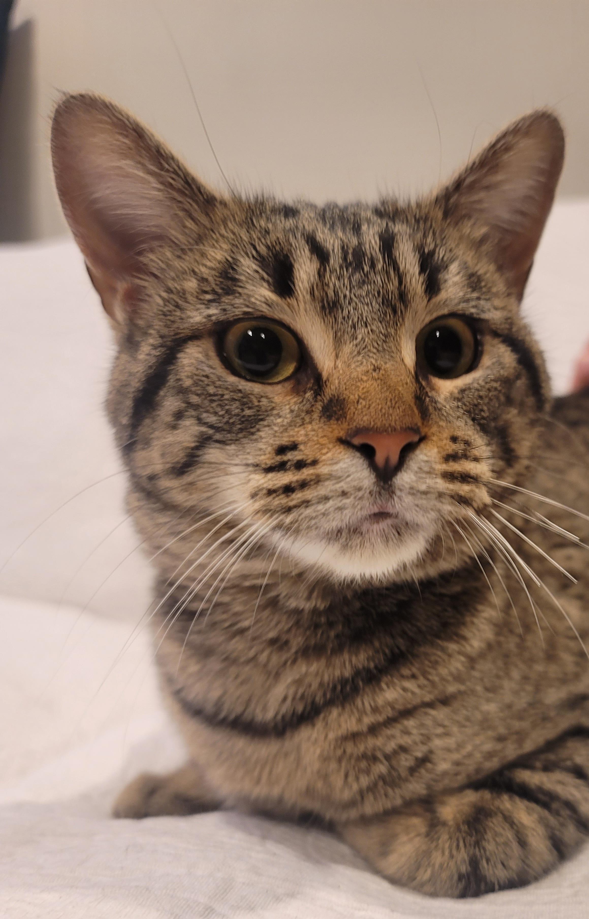 Enlarge Joyce, an adopted Domestic Short Hair in Saint Paul, MN image 4/5