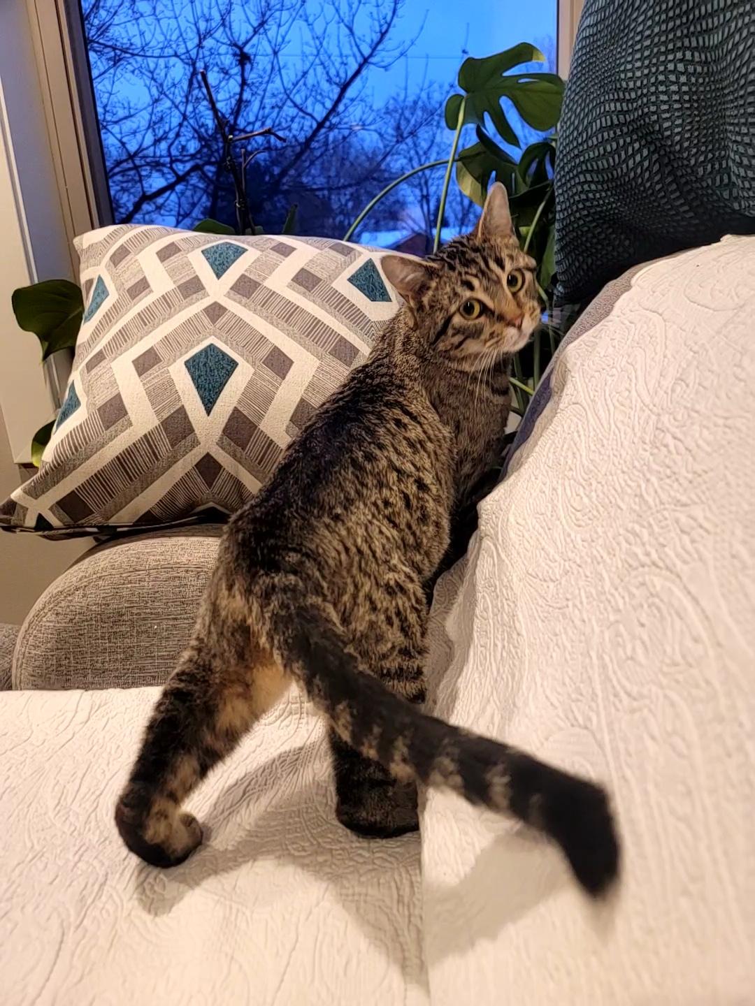 Enlarge Joyce, an adopted Domestic Short Hair in Saint Paul, MN image 5/5