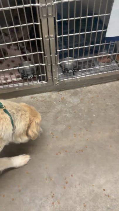 Enlarge Mocha, a ADOPTABLE mixed breed in Saratoga Springs, NY video 3/3