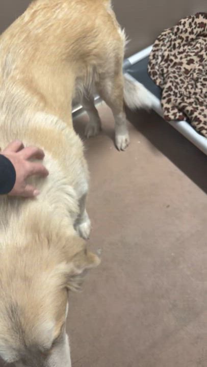 Enlarge Mocha, a ADOPTABLE mixed breed in Saratoga Springs, NY video 2/3