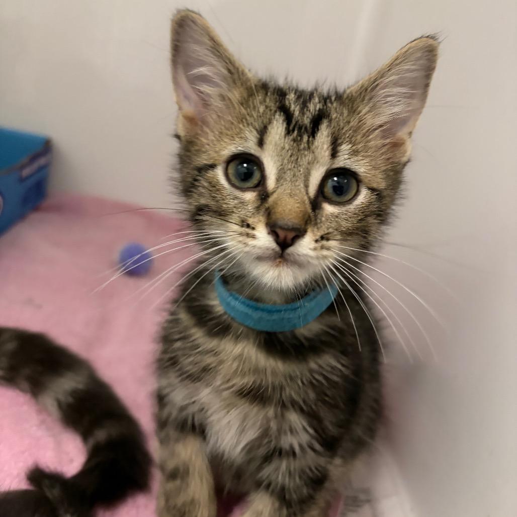 Enlarge Maury, a Adoptable Domestic Short Hair in Charleston, WV image 2/2