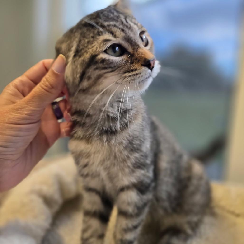 Kitten, Adoptable, Kitten Female Domestic Short Hair.