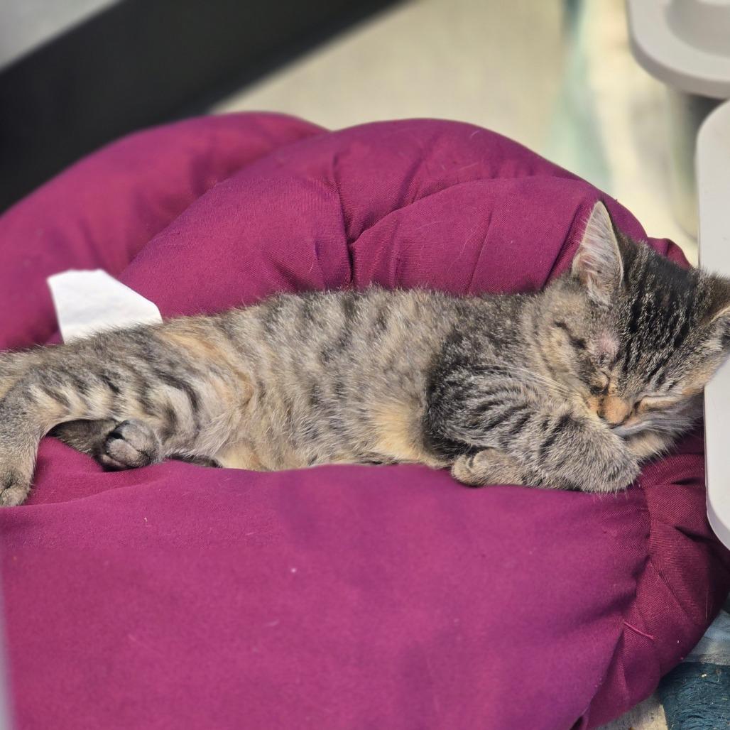 Enlarge Kitten, a Adoptable Domestic Short Hair in Elizabeth City, NC image 2/4