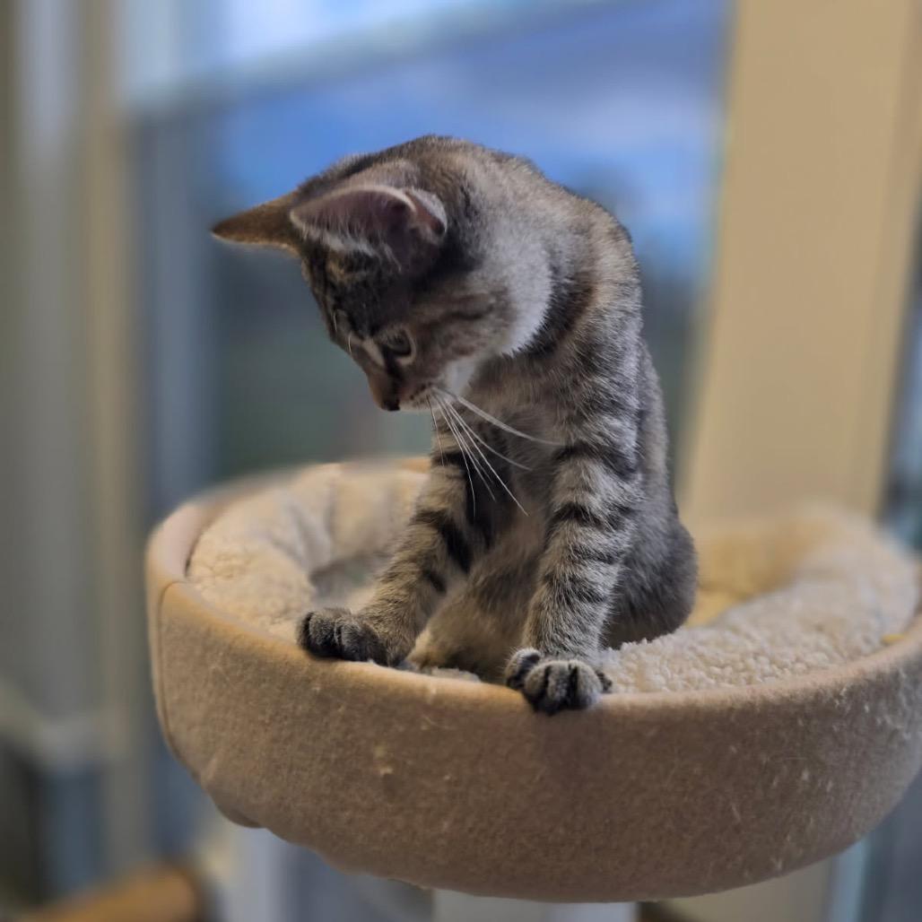 Enlarge Kitten, a Adoptable Domestic Short Hair in Elizabeth City, NC image 3/4