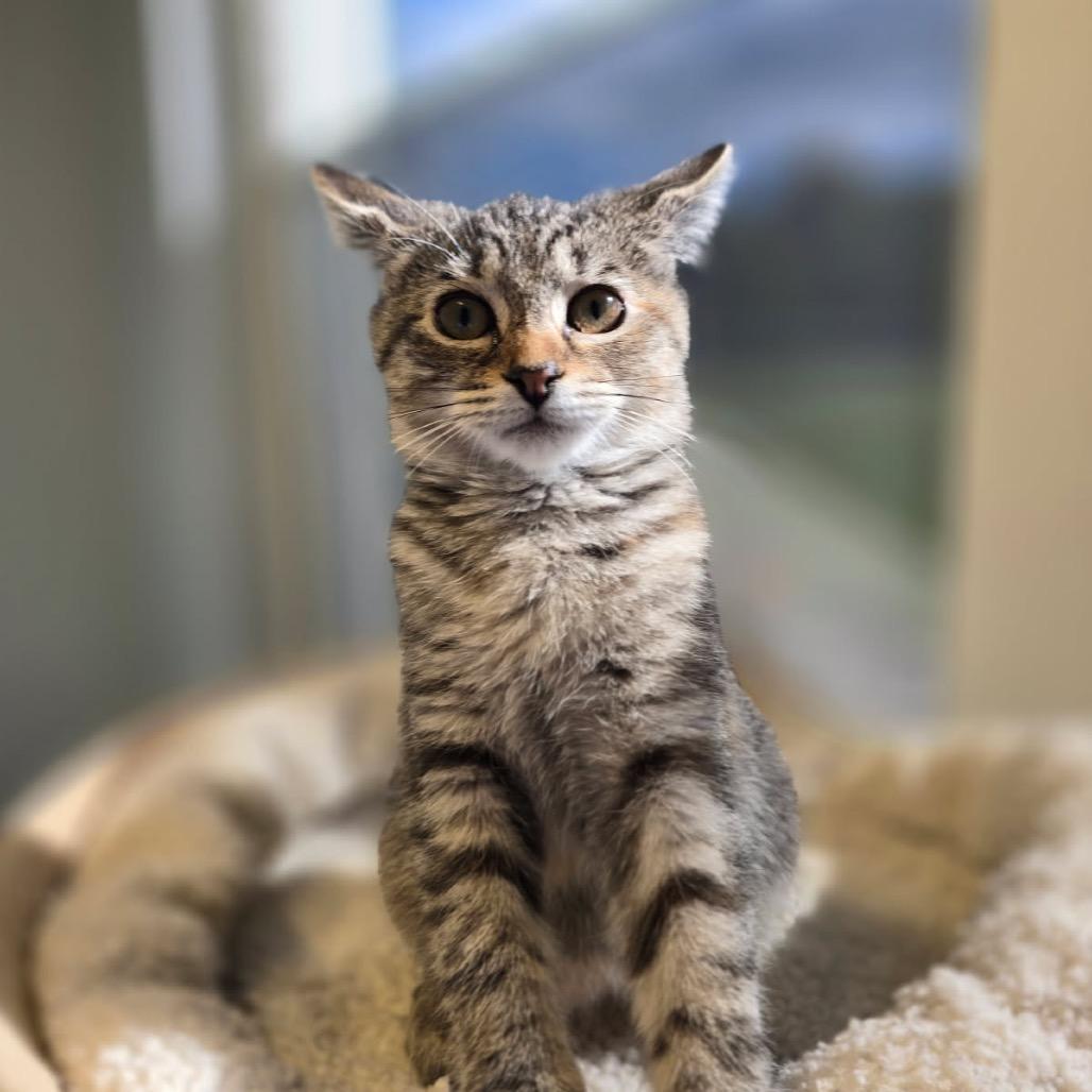 Enlarge Kitten, a Adoptable Domestic Short Hair in Elizabeth City, NC image 4/4