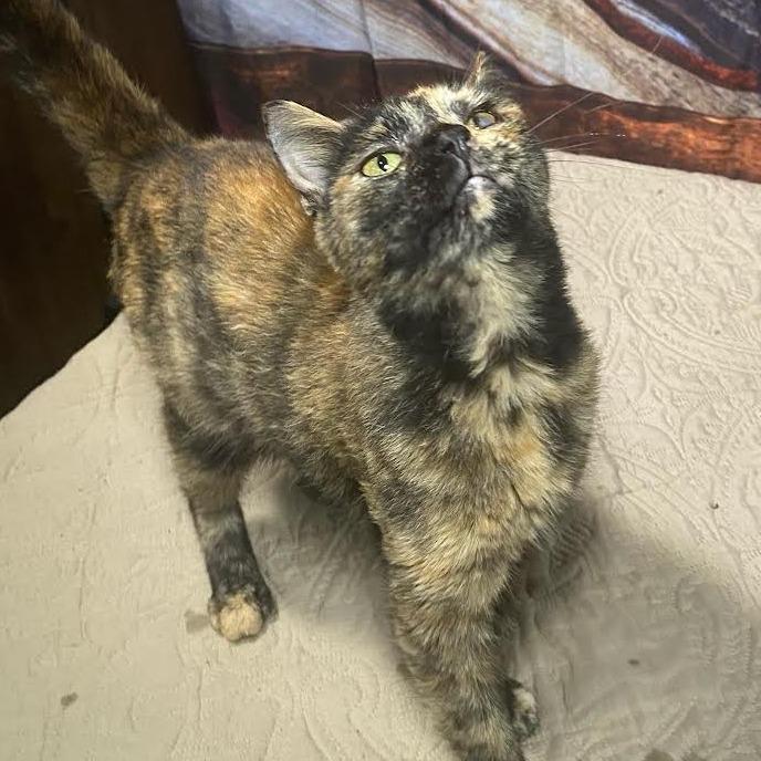 Enlarge Carmel, a Adoptable Domestic Short Hair in Marshall, TX image 1/1