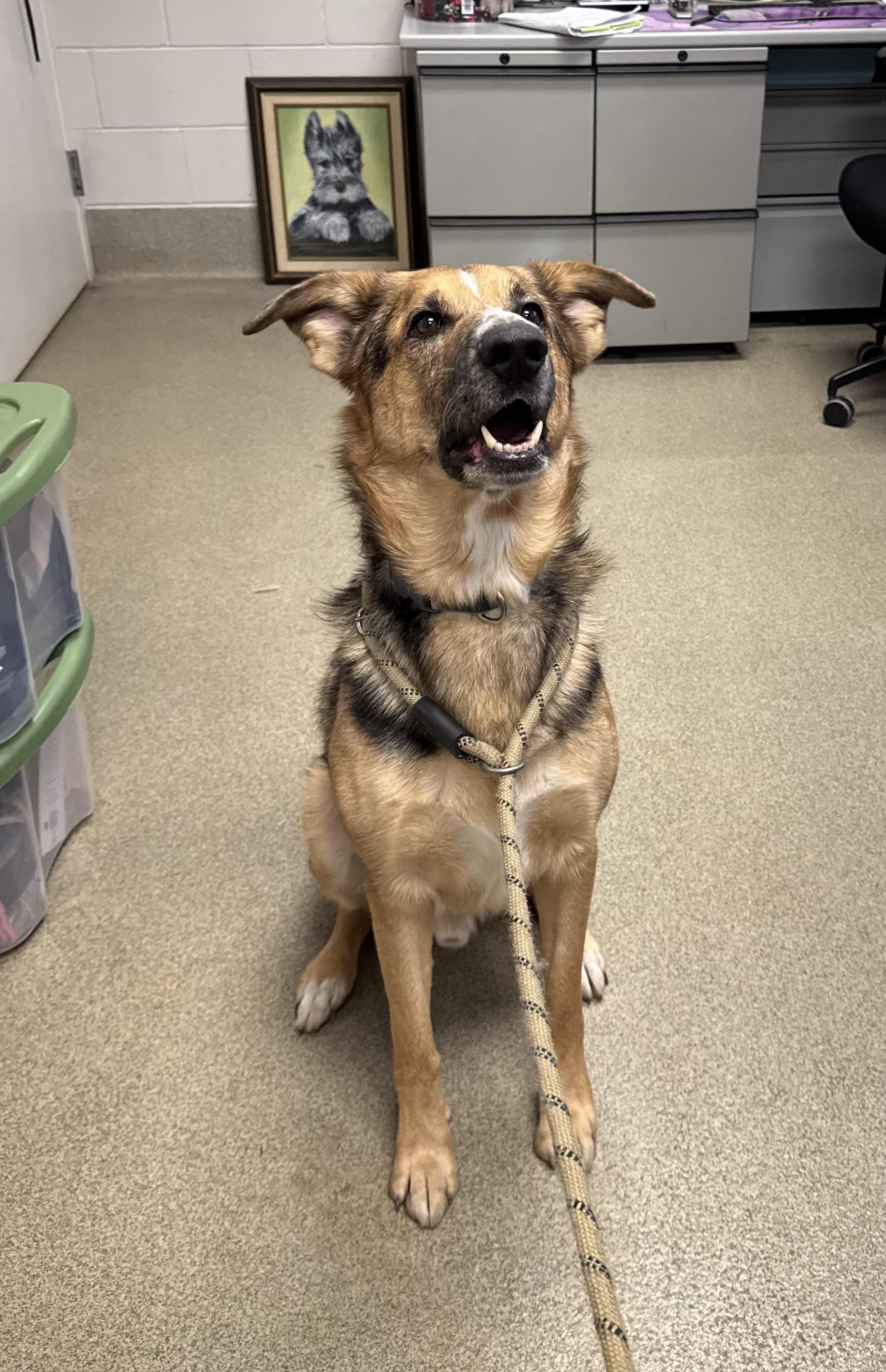 Mack, ADOPTABLE, Adult Male German Shepherd Dog.