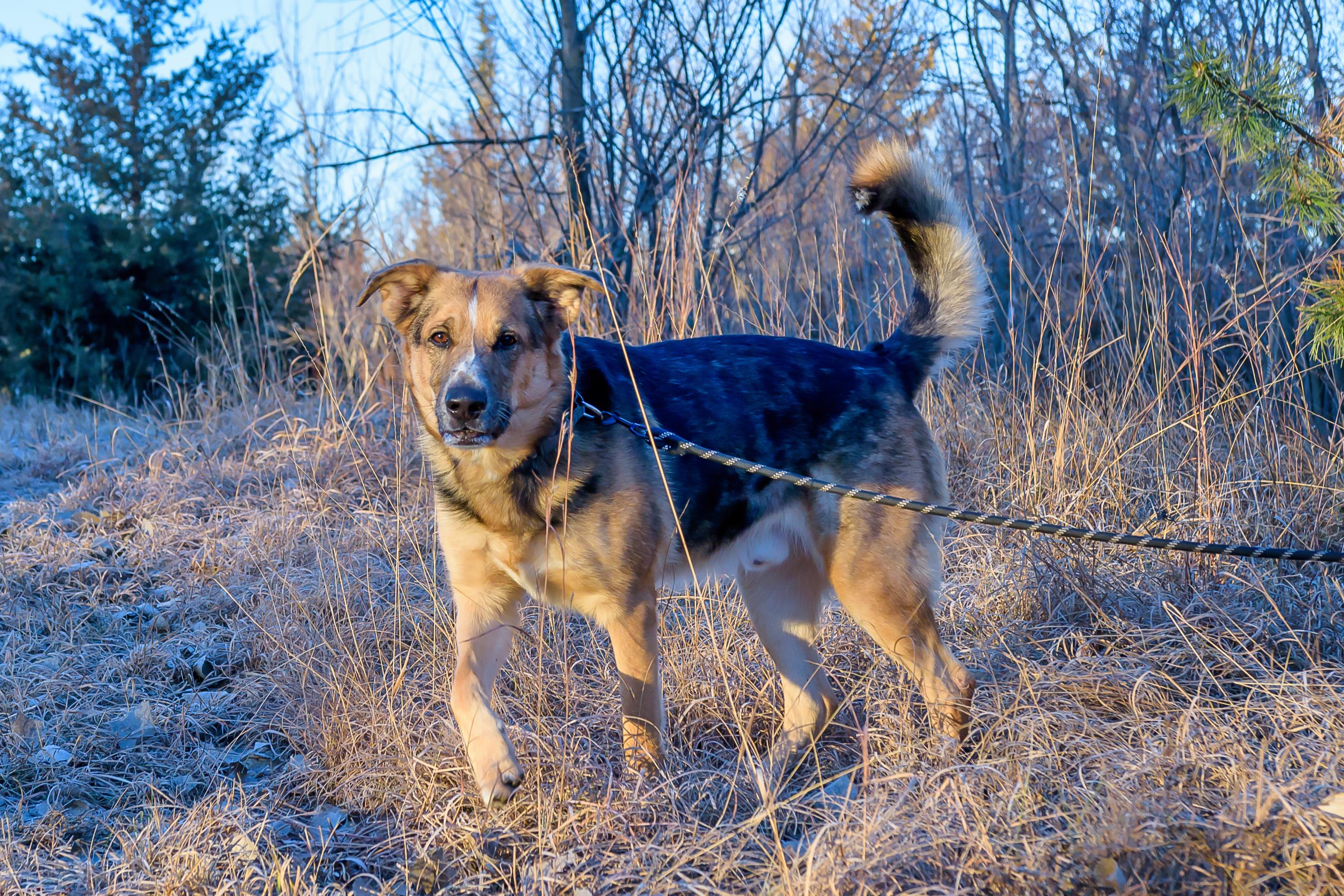 Enlarge Mack, a ADOPTABLE mixed breed in Blair, NE image 2/6