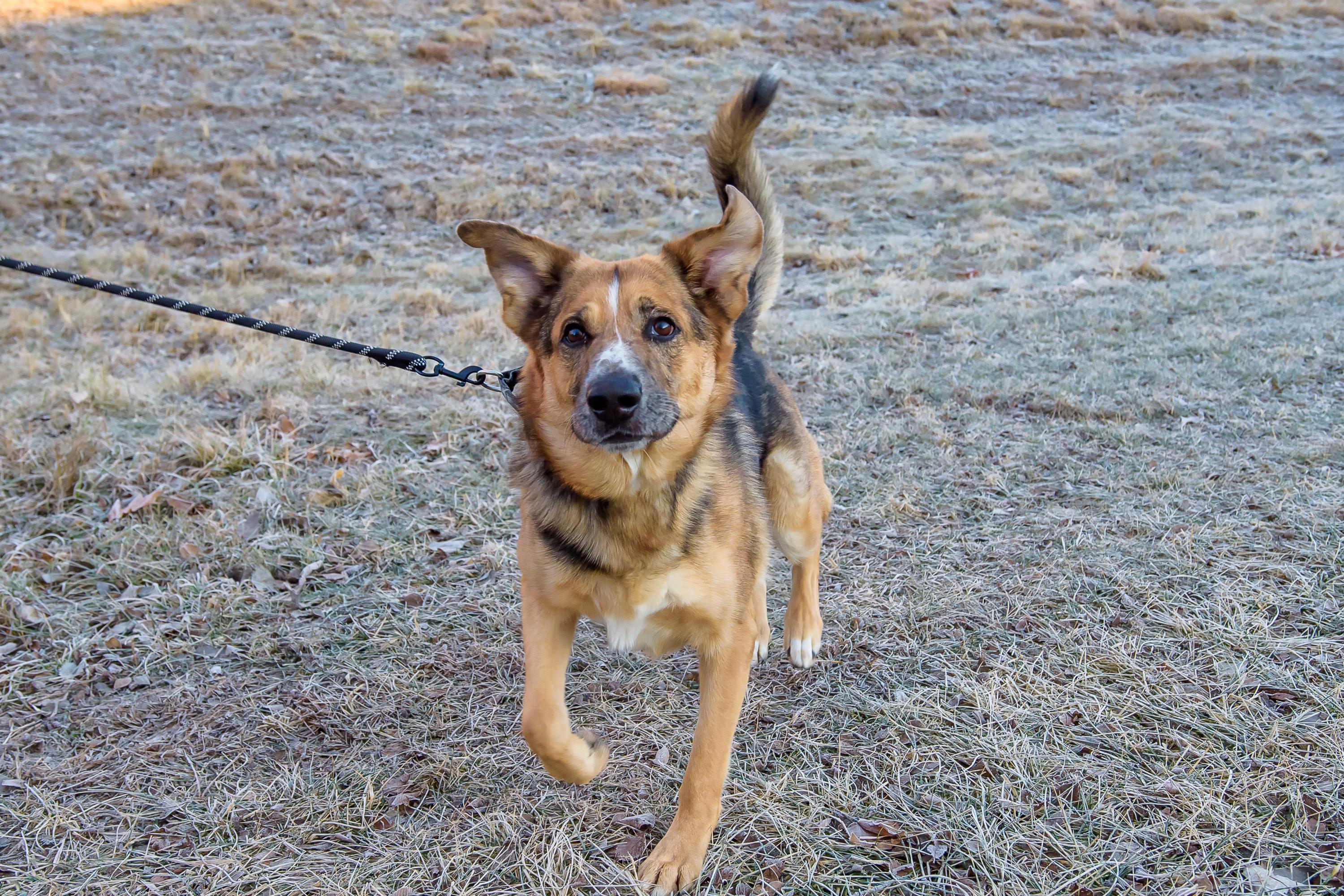 Enlarge Mack, a ADOPTABLE mixed breed in Blair, NE image 3/6