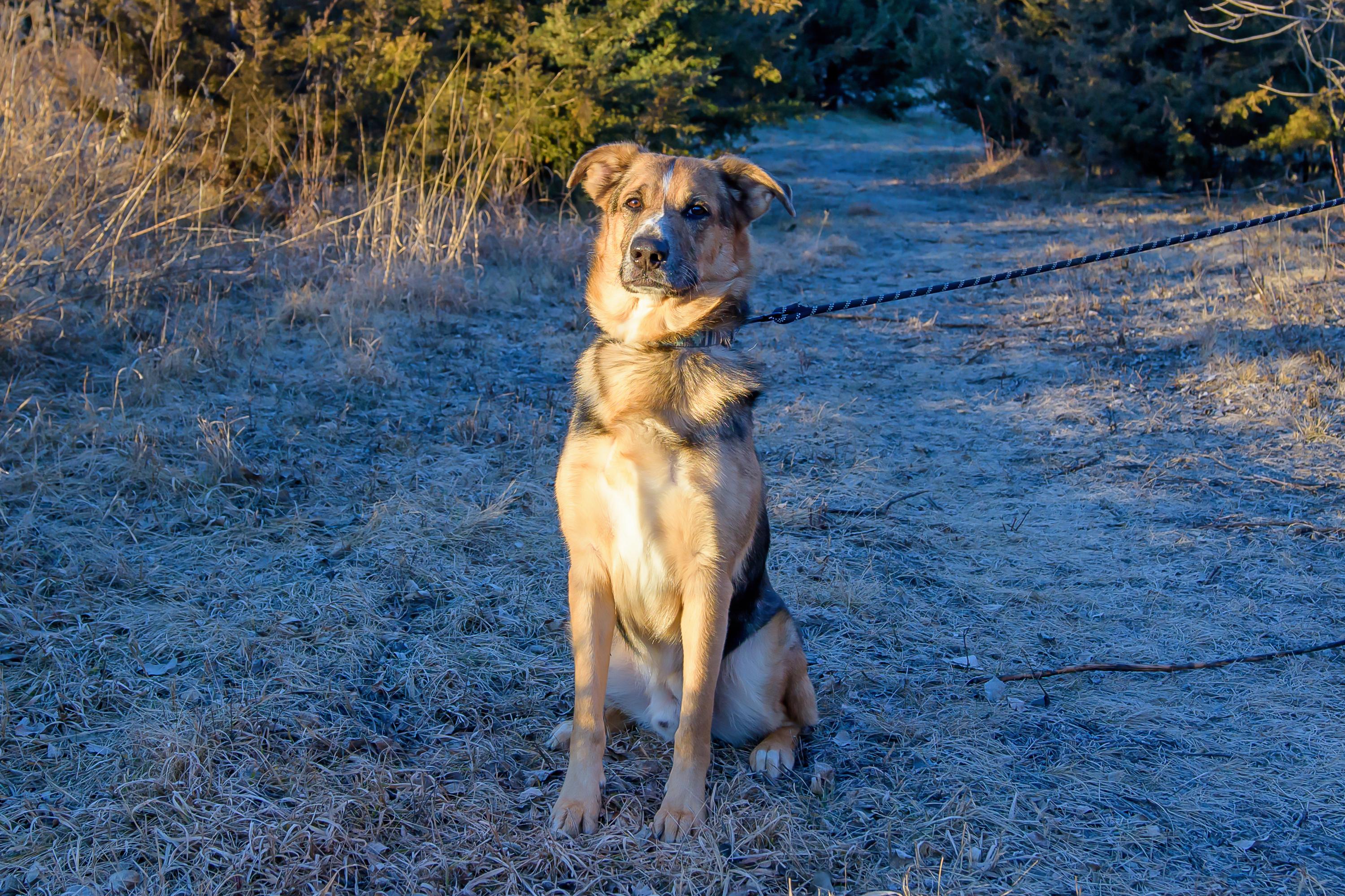 Enlarge Mack, a ADOPTABLE mixed breed in Blair, NE image 4/6