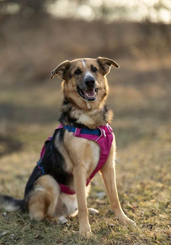 Mack, ADOPTABLE, Adult Male German Shepherd Dog.