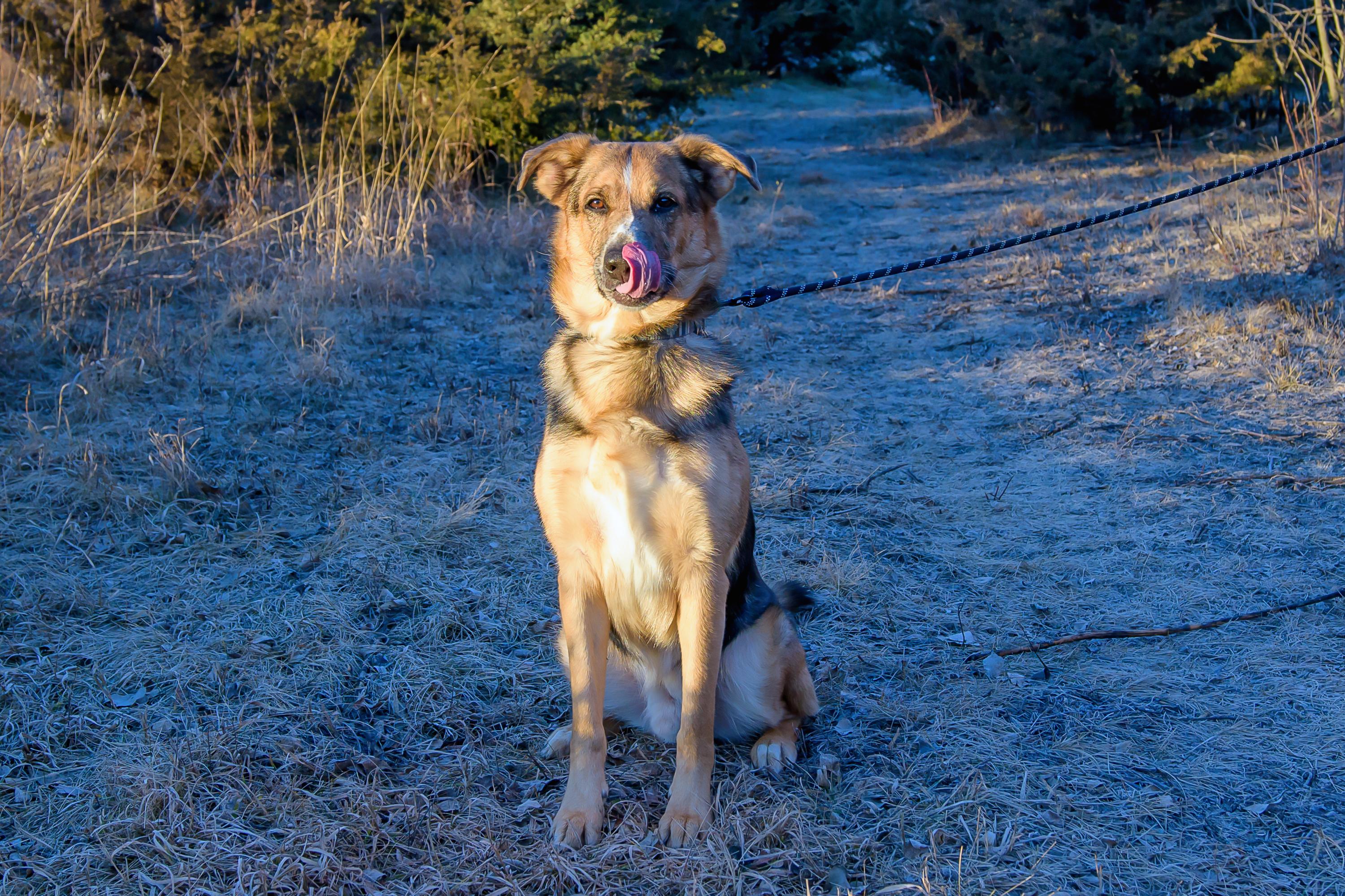 Enlarge Mack, a ADOPTABLE mixed breed in Blair, NE image 5/6