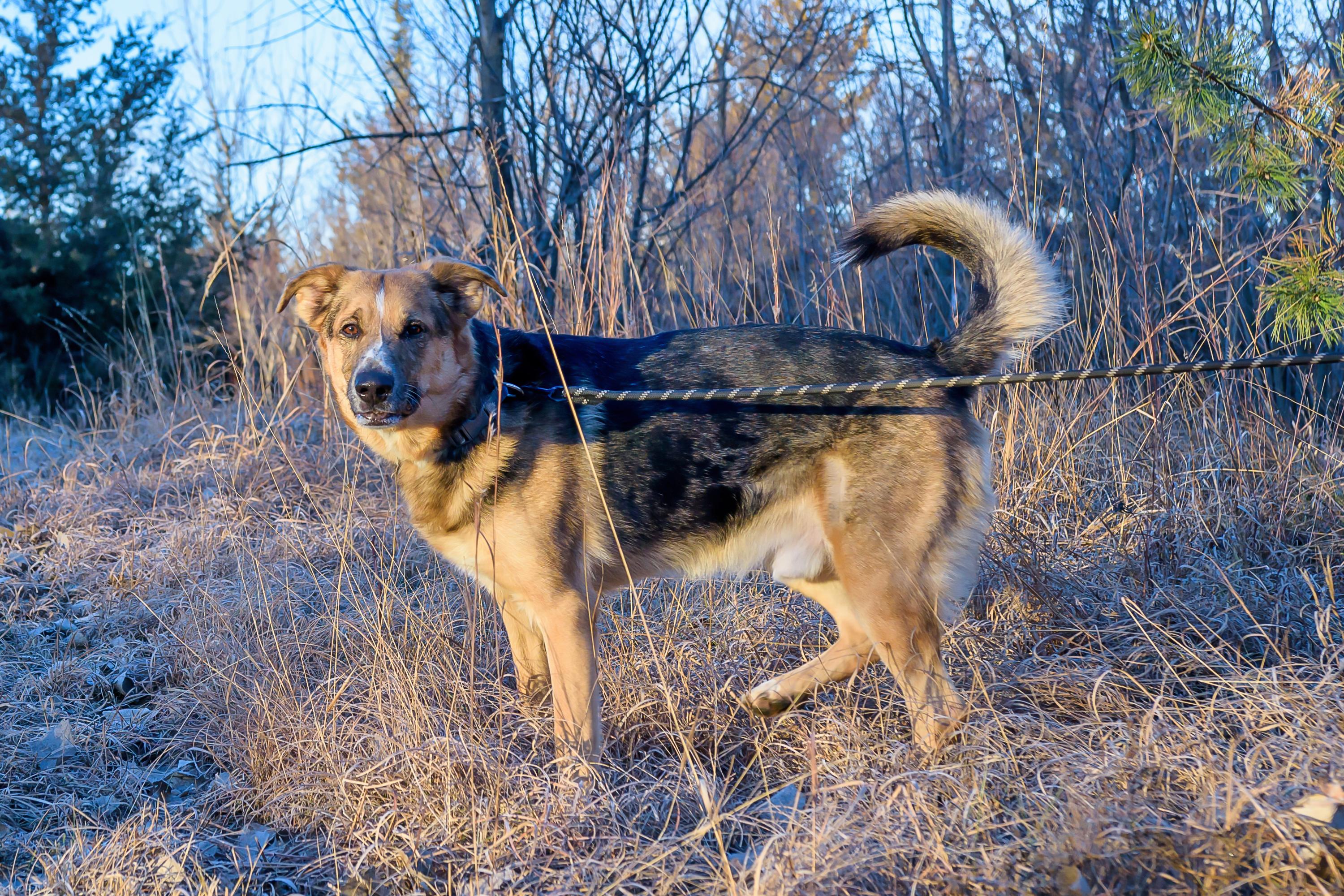 Enlarge Mack, a ADOPTABLE mixed breed in Blair, NE image 6/6